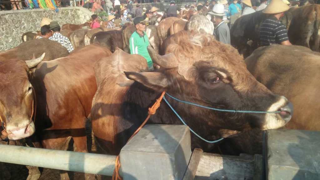 Tips dari Dokter Merawat Hewan Kurban Jelang Penyembelihan