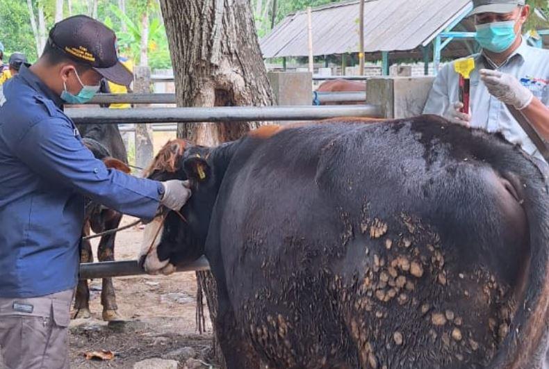 Antisipasi Penyebaran Penyakit Menular, Pemkab Pacitan Gelar Pemeriksaan Hewan di Pasar&nbsp;Pon