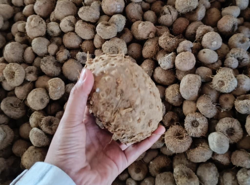 Harga Porang di Pacitan Merangkak Naik, Kisaran Rp 8.500 Per Kg