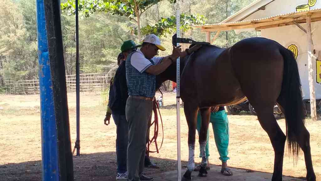 Ratusan Peserta Ikuti Kejuaraan Pacuan Kuda Kapolres Pacitan Cup&nbsp;2024